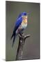 Swallow-null-Mounted Photographic Print