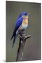 Swallow-null-Mounted Photographic Print