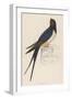 Swallow-Reverend Francis O. Morris-Framed Art Print