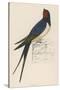 Swallow-Reverend Francis O. Morris-Stretched Canvas