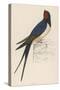 Swallow-Reverend Francis O. Morris-Stretched Canvas