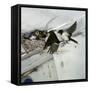 Swallows at a Nest-CM Dixon-Framed Stretched Canvas