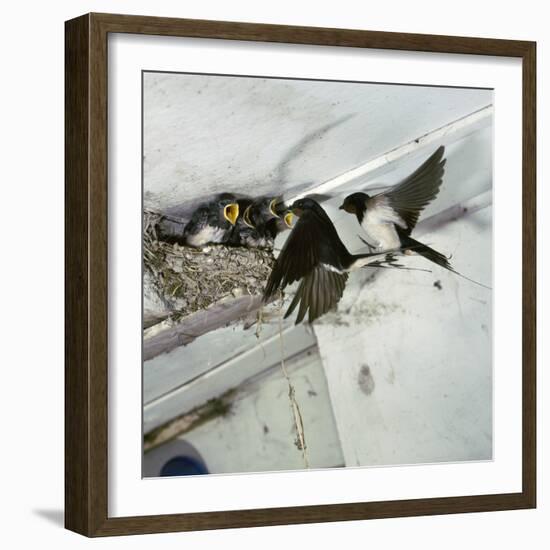 Swallows at a Nest-CM Dixon-Framed Photographic Print