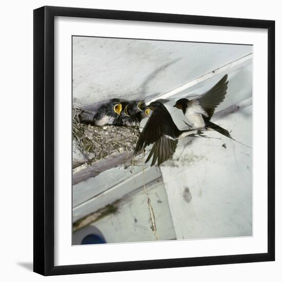 Swallows at a Nest-CM Dixon-Framed Photographic Print