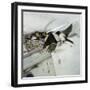 Swallows at a Nest-CM Dixon-Framed Photographic Print