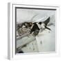 Swallows at a Nest-CM Dixon-Framed Photographic Print