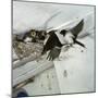 Swallows at a Nest-CM Dixon-Mounted Photographic Print