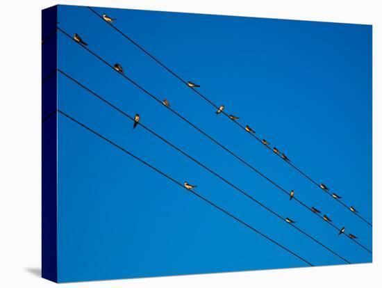 Swallows in Autumn Prior to Migration, Fethard, County Tipperary, Ireland-null-Stretched Canvas