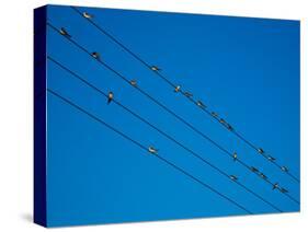 Swallows in Autumn Prior to Migration, Fethard, County Tipperary, Ireland-null-Stretched Canvas