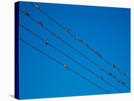 Swallows in Autumn Prior to Migration, Fethard, County Tipperary, Ireland-null-Stretched Canvas