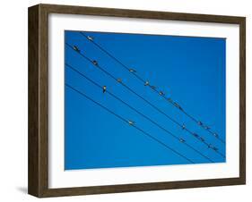 Swallows in Autumn Prior to Migration, Fethard, County Tipperary, Ireland-null-Framed Photographic Print