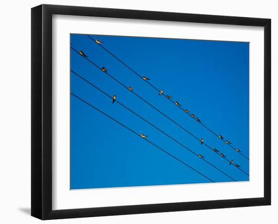 Swallows in Autumn Prior to Migration, Fethard, County Tipperary, Ireland-null-Framed Photographic Print