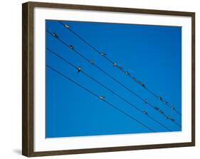 Swallows in Autumn Prior to Migration, Fethard, County Tipperary, Ireland-null-Framed Photographic Print