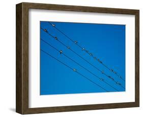 Swallows in Autumn Prior to Migration, Fethard, County Tipperary, Ireland-null-Framed Photographic Print