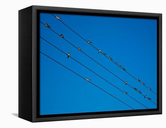 Swallows in Autumn Prior to Migration, Fethard, County Tipperary, Ireland-null-Framed Stretched Canvas