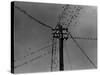 Swallows on Telegraph Pole Getting Ready for Migration-null-Stretched Canvas