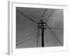 Swallows on Telegraph Pole Getting Ready for Migration-null-Framed Photographic Print