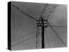 Swallows on Telegraph Pole Getting Ready for Migration-null-Stretched Canvas