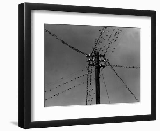 Swallows on Telegraph Pole Getting Ready for Migration-null-Framed Photographic Print