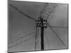 Swallows on Telegraph Pole Getting Ready for Migration-null-Mounted Photographic Print