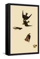 Swallows-John James Audubon-Framed Stretched Canvas