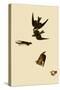 Swallows-John James Audubon-Stretched Canvas