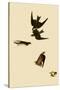 Swallows-John James Audubon-Stretched Canvas