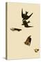 Swallows-John James Audubon-Stretched Canvas