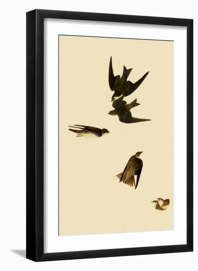 Swallows-John James Audubon-Framed Giclee Print