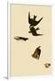 Swallows-John James Audubon-Framed Giclee Print