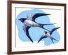 Swallows-R. B. Davis-Framed Giclee Print