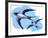 Swallows-R. B. Davis-Framed Giclee Print