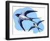 Swallows-R. B. Davis-Framed Giclee Print