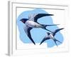 Swallows-R. B. Davis-Framed Giclee Print