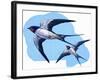 Swallows-R. B. Davis-Framed Giclee Print