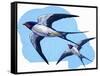 Swallows-R. B. Davis-Framed Stretched Canvas