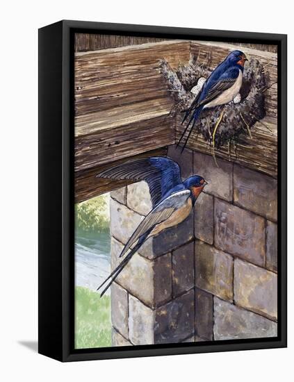 Swallows-English School-Framed Stretched Canvas