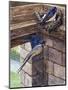Swallows-English School-Mounted Giclee Print