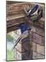 Swallows-English School-Mounted Giclee Print