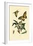 Swallowtail, 1833-39-null-Framed Giclee Print