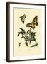 Swallowtail, 1833-39-null-Framed Giclee Print