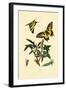 Swallowtail, 1833-39-null-Framed Giclee Print