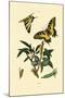 Swallowtail, 1833-39-null-Mounted Giclee Print