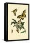 Swallowtail, 1833-39-null-Framed Stretched Canvas