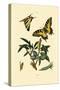Swallowtail, 1833-39-null-Stretched Canvas