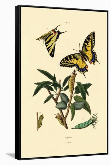 Swallowtail, 1833-39-null-Framed Stretched Canvas