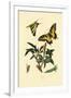 Swallowtail, 1833-39-null-Framed Giclee Print