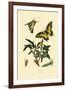 Swallowtail, 1833-39-null-Framed Giclee Print