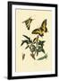 Swallowtail, 1833-39-null-Framed Giclee Print