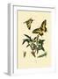 Swallowtail, 1833-39-null-Framed Premium Giclee Print